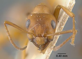 Media type: image;   Entomology 21711 Aspect: head frontal view